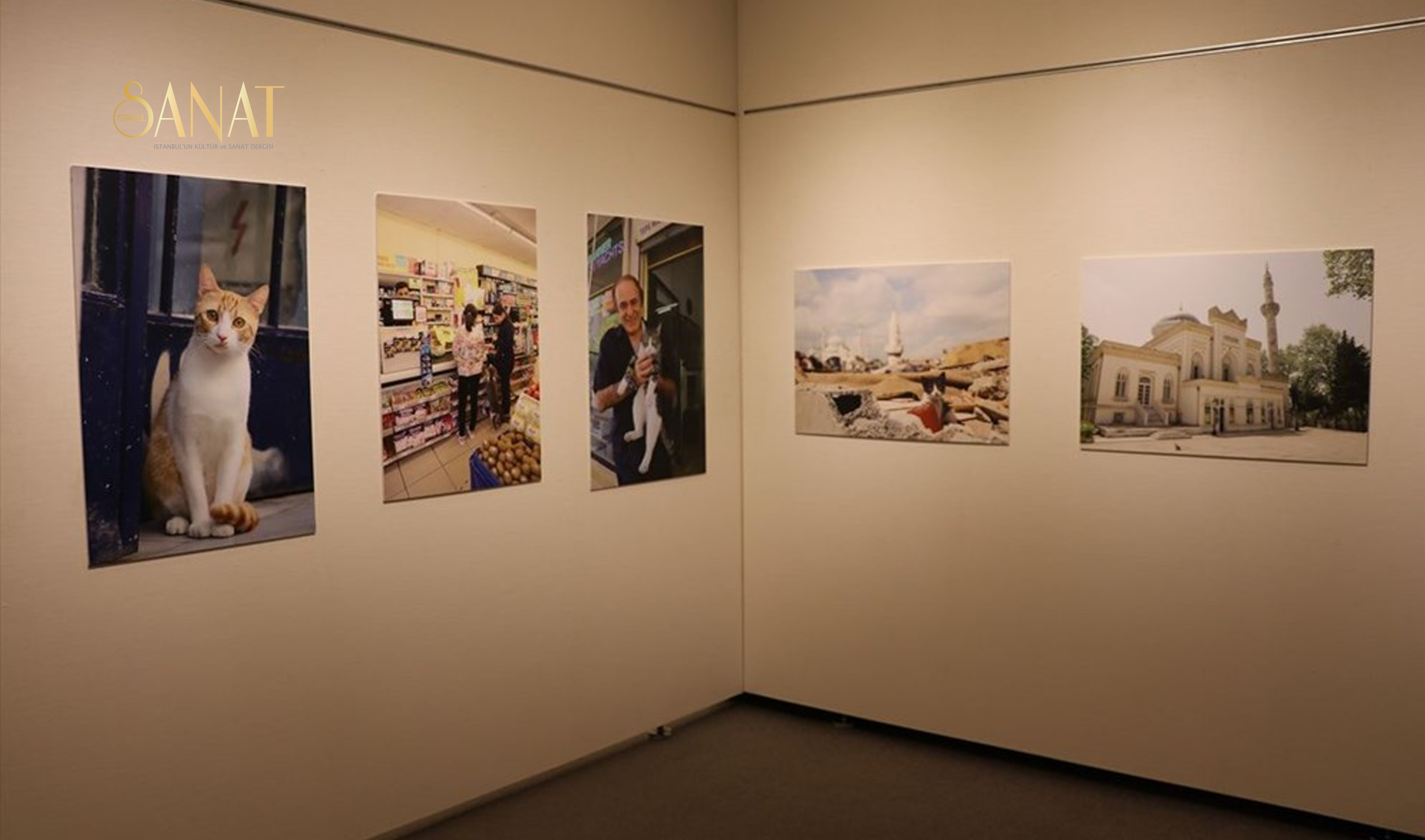 Japonya’da Yunus Emre Enstitüsü (YEE) Tokyo’nun katkılarıyla “Türk Kedisi” fotoğraf