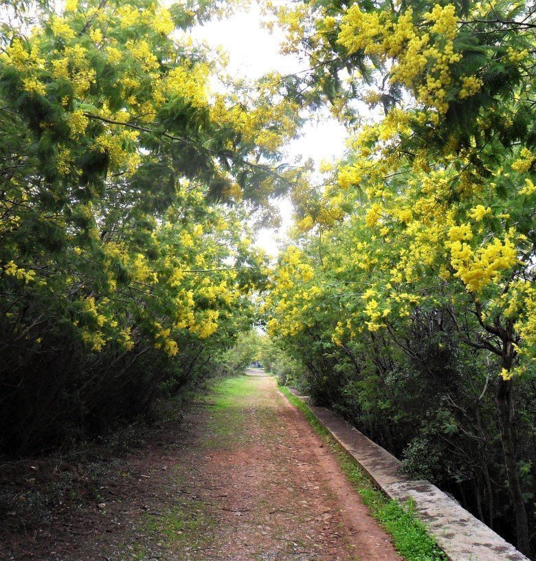 Adalar’ın doğa mirası mimozasını korumak, bilinçle geleceğe taşımak ve acımasızca