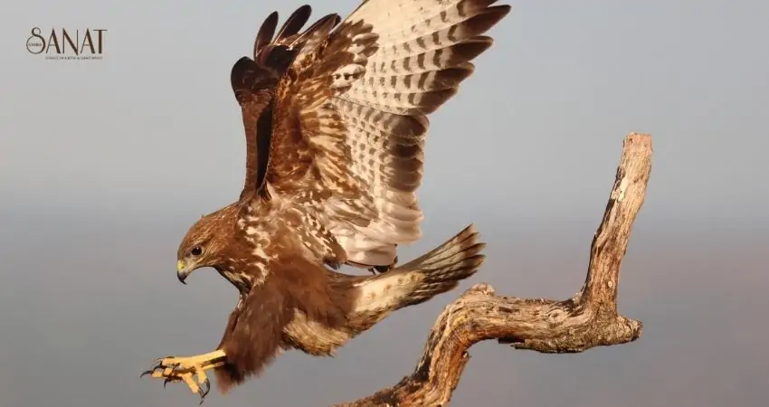 Vahşi yaşamda anları ölümsüzleştirmek için doğanın ritmine uyum sağlamak ve